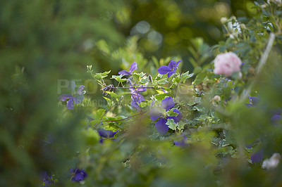 Buy stock photo A series of beautiful garden photos