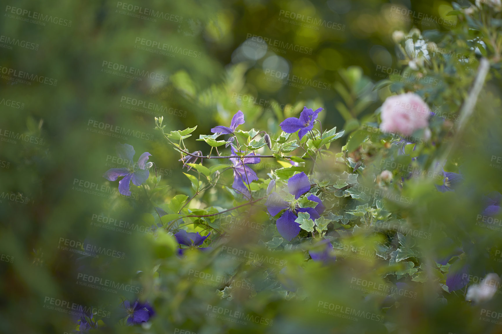 Buy stock photo A series of beautiful garden photos