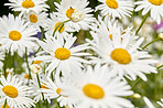 Daisies - Marguerite