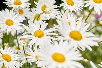 Buy stock photo Closeup of white Marguerite daisies growing in a garden or meadow for medicinal horticulture or chamomile tea leaves harvest. Argyranthemum frutescens flowers blooming in a field