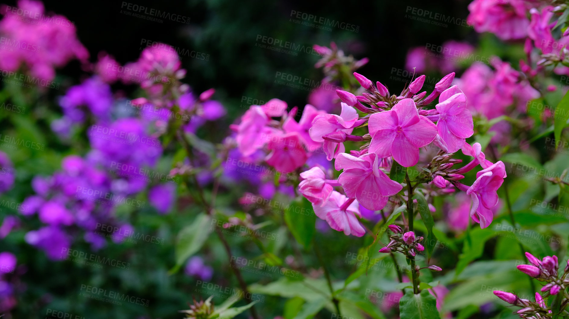 Buy stock photo A series of beautiful garden photos