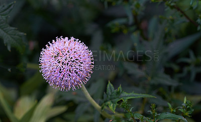 Buy stock photo Blue Globe Thistle Flowers, known as Echinops and stalwart perennial. Latin: Echinops exaltatus