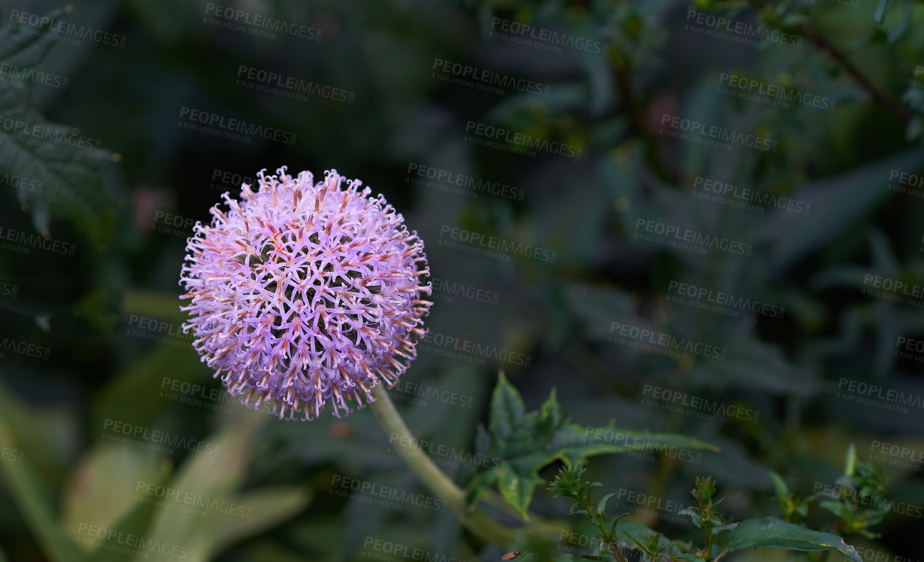 Buy stock photo Blue Globe Thistle Flowers, known as Echinops and stalwart perennial. Latin: Echinops exaltatus