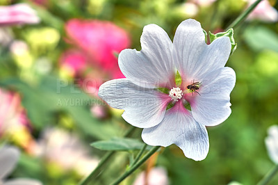 Buy stock photo Insect feeding off nectar on a plant with white petals. Beautiful blossoms in nature during a sunny day in spring. Fly pollinating a malva moschata musk mallow flower growing in a garden outdoors.