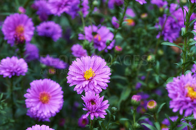 Buy stock photo A series of beautiful garden photos