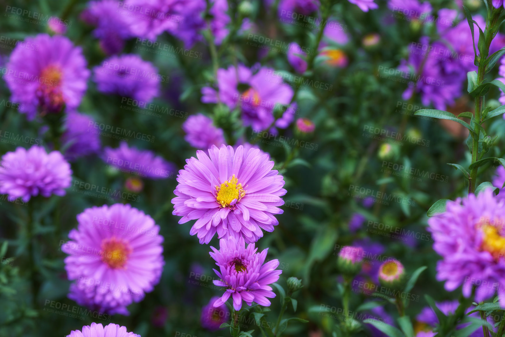 Buy stock photo A series of beautiful garden photos