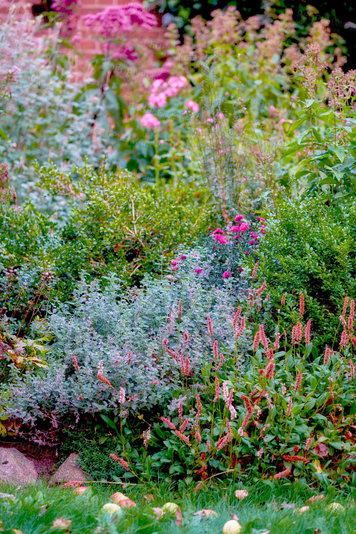 Buy stock photo Magical garden of colorful flowers cultivated in the yard outside in nature during spring. Green and pink lush flora is an example of beautiful gardening in backyard during summer