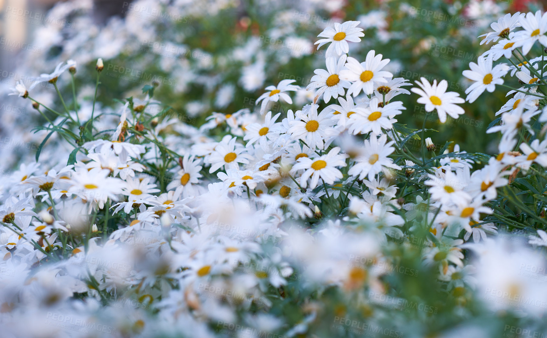Buy stock photo White yellow daisies with morning dew in a garden. Nature landscape of many beautiful Marguerite flowers growing in a spring park. Group of wet flowering plants after watering a park in summer season