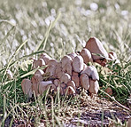 Beautiful and tasty Common Ink Cap