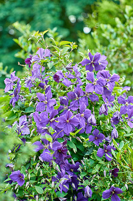 Buy stock photo Clematis viticella flowers in a garden at home. Closeup of flowering plants getting ready to blossom while growing in a backyard in summer. Beautiful purple flower buds with green leaves in nature