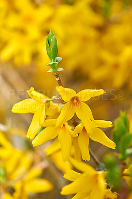 Buy stock photo Colorful yellow flowers growing in a garden. Closeup of beautiful weeping forsythia or golden bell with vibrant petals from the oleaceae species of plants blooming in nature on a sunny day in spring