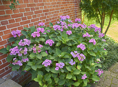 Buy stock photo A series of beautiful garden photos