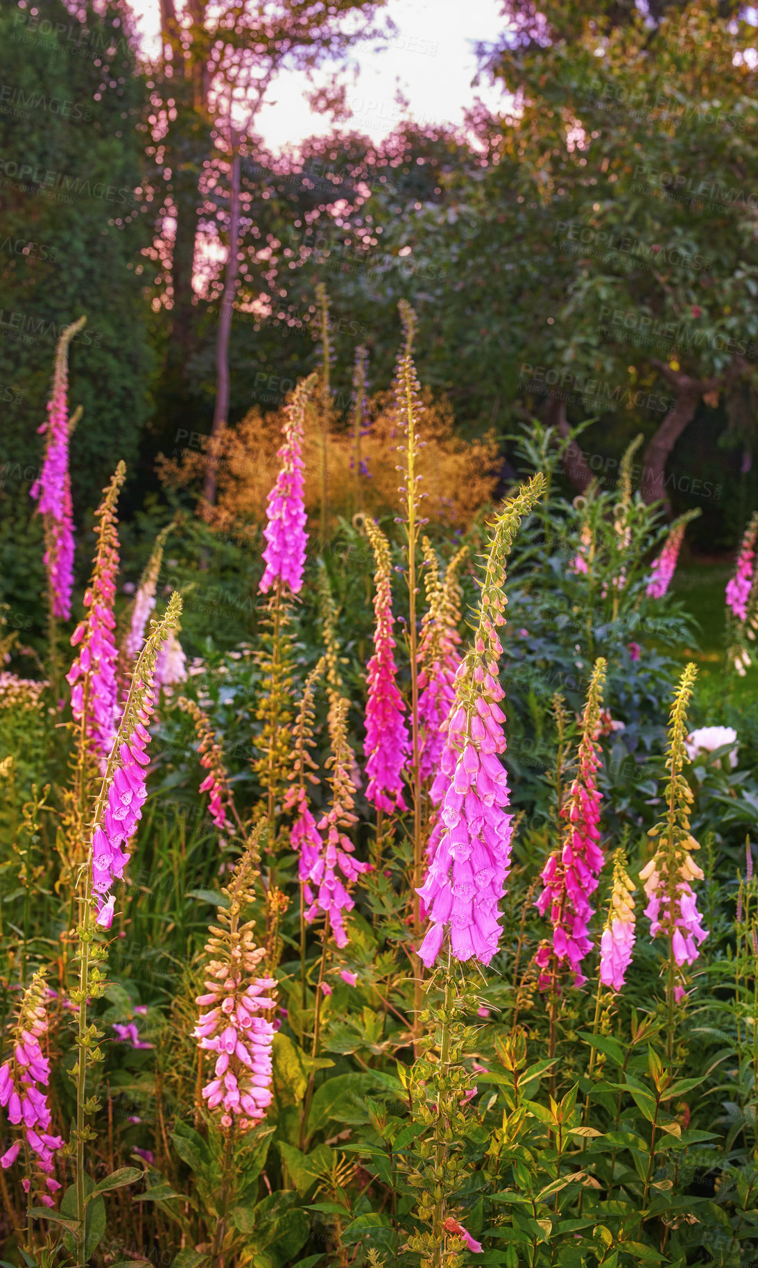 Buy stock photo A series of beautiful garden photos