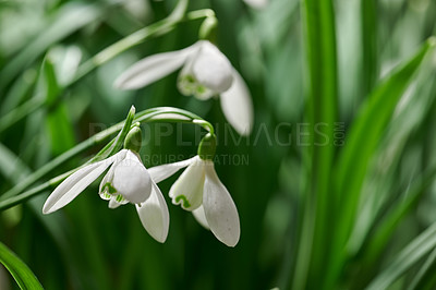 Buy stock photo A series of beautiful garden photos