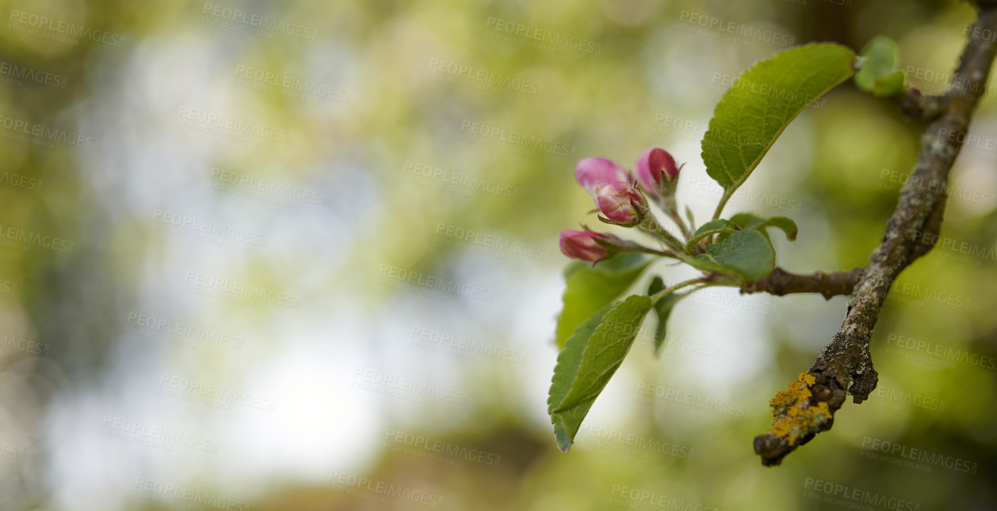 Buy stock photo A beautiful apple flower tree blossoms during spring with copy space and a blurred nature background. Close up of pink Malus pumila plant blooming botanical backyard in natural environment in summer