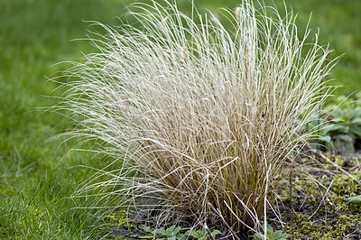 Buy stock photo A series of beautiful garden photos