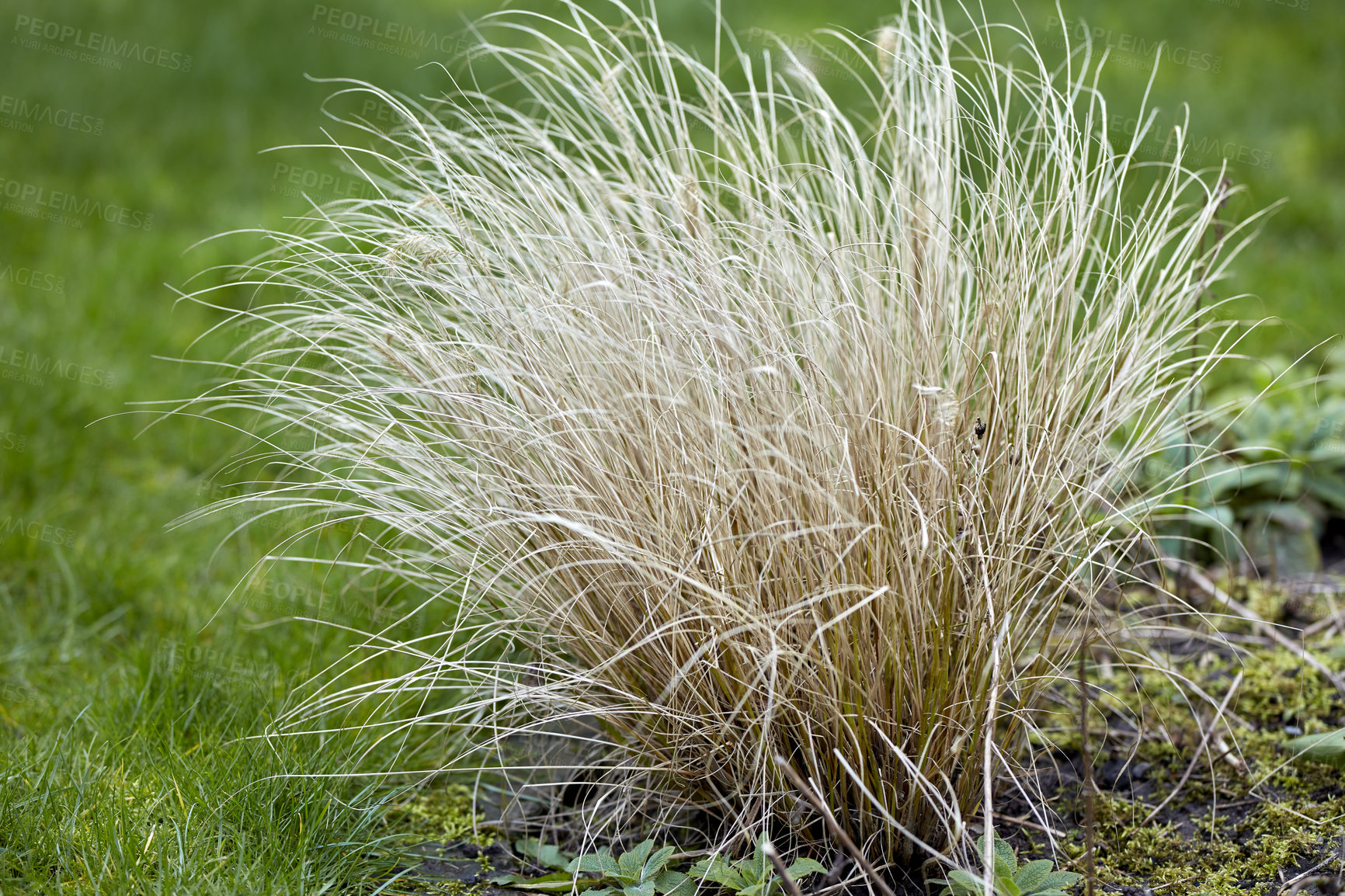 Buy stock photo A series of beautiful garden photos