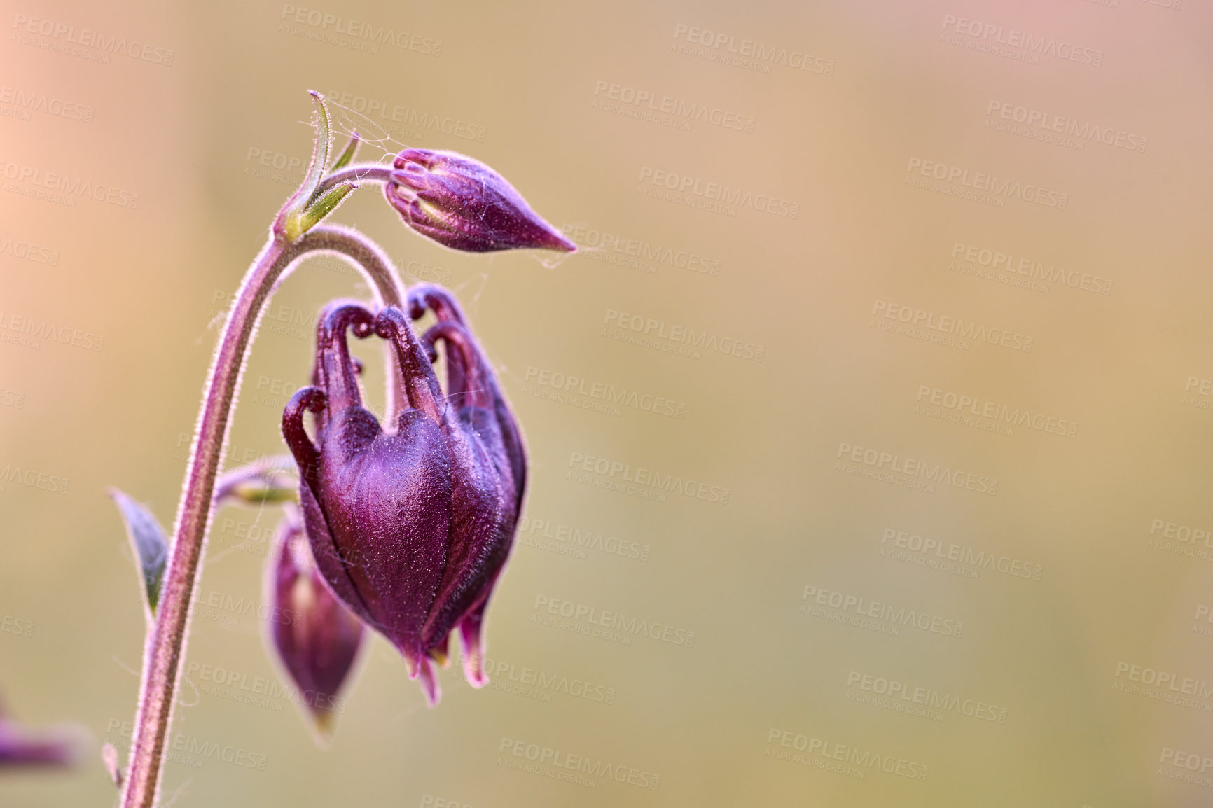 Buy stock photo A series of beautiful garden photos