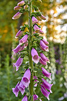 The foxgloves in the garden