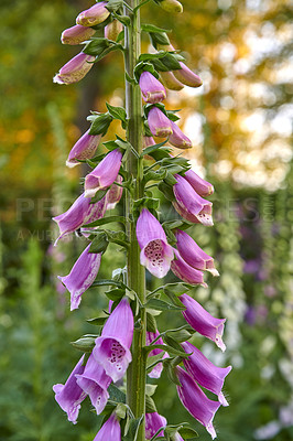 Buy stock photo Common Foxglove flower plants or Digitalis purpurea in full bloom in a botanical garden or grass field of a forest in Spring or Summer. Closeup of nature surrounded by the green scenery of trees. 