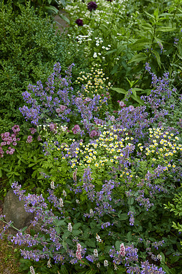 Buy stock photo A series of beautiful garden photos