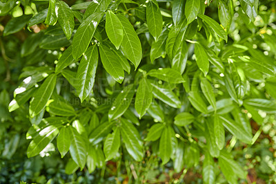 Buy stock photo A series of beautiful garden photos