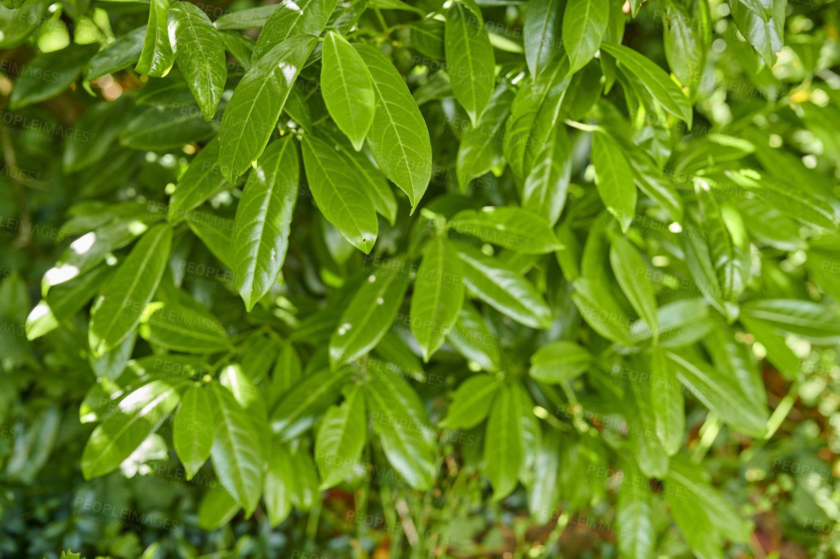 Buy stock photo A series of beautiful garden photos