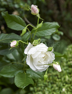 Buy stock photo A photo of a beautiful rose