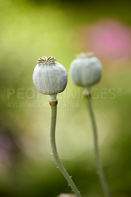 Buy stock photo A photo of beautiful garden details