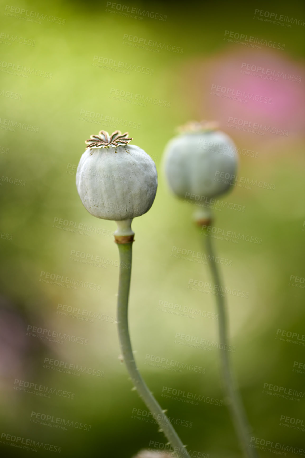 Buy stock photo A photo of beautiful garden details