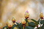 Rhododendron - garden flowers in May