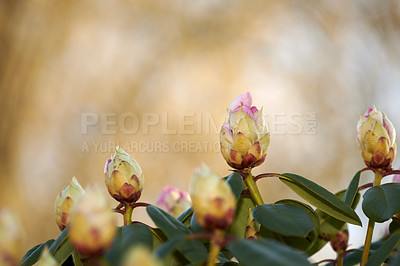 Buy stock photo Rhododendron is a genus of 1,024 species of woody plants in the heath family, either evergreen or deciduous, and found mainly in Asia, although it is also widespread throughout the Southern Highlands of the Appalachian Mountains of North America.