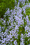 Bluebells in my garden