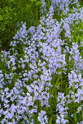 Buy stock photo Many delicate blue flowers in a field in spring with copy space background. Closeup landscape of nature and plant view of bluebells or indigo hyacinths growing in a lush meadow or backyard garden