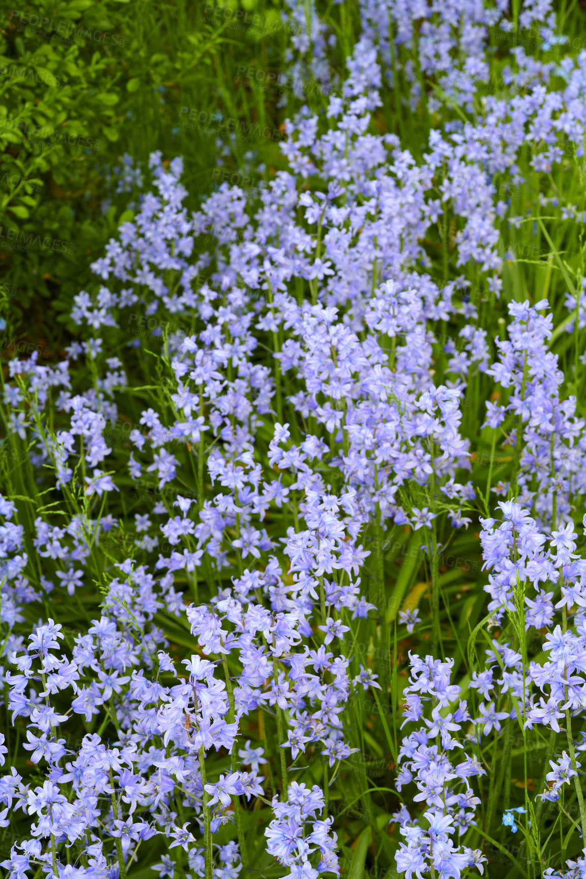 Buy stock photo Many delicate blue flowers in a field in spring with copy space background. Closeup landscape of nature and plant view of bluebells or indigo hyacinths growing in a lush meadow or backyard garden