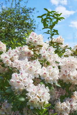 Buy stock photo A series of photos of rhododendron in garden