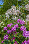 Rhododendron in my garden