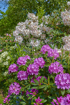 Buy stock photo A series of photos of rhododendron in garden