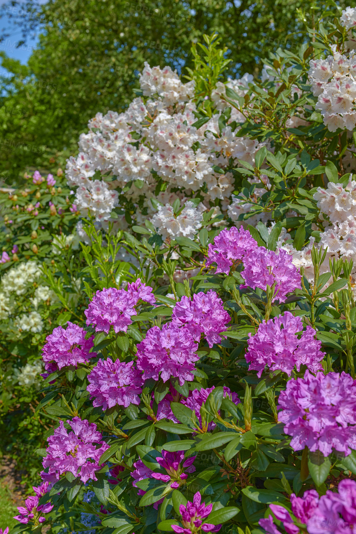 Buy stock photo A series of photos of rhododendron in garden