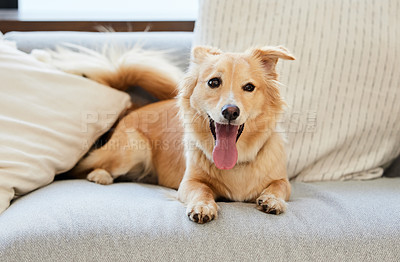 Buy stock photo Shot of an adorable fluffy dog relaxing on a couch at home