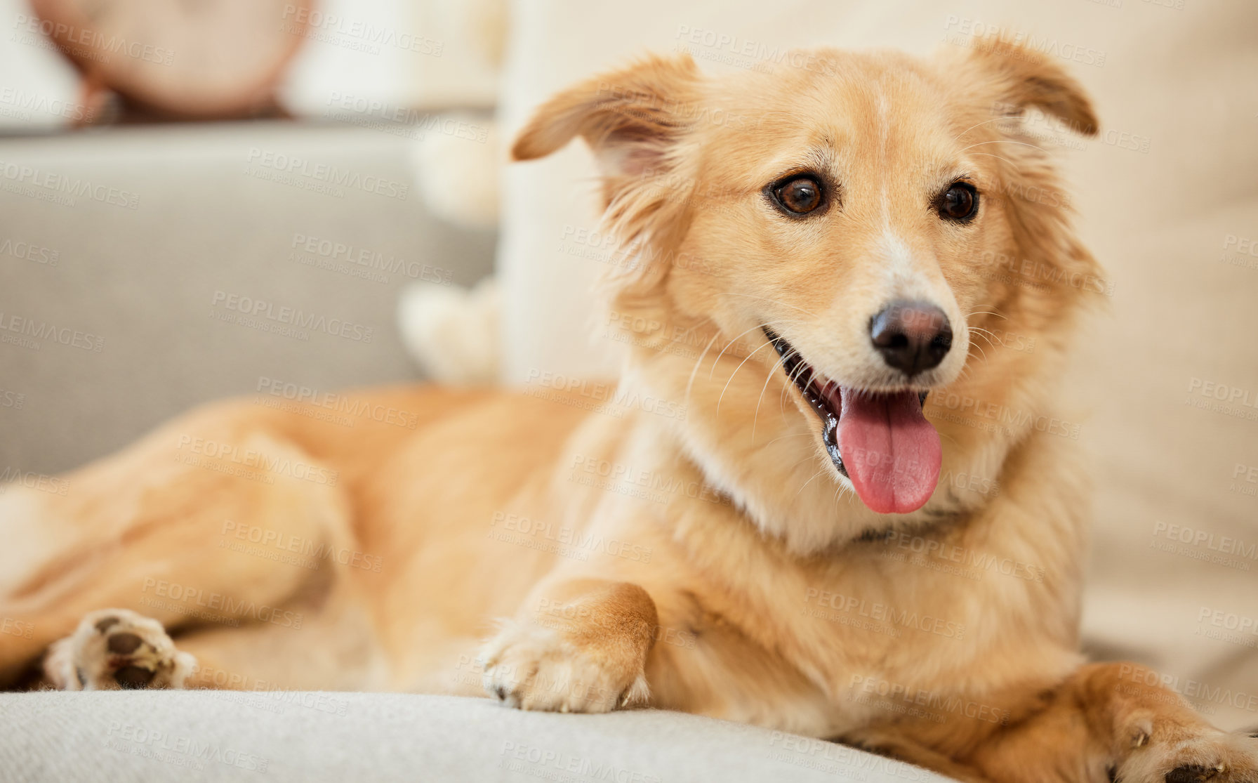 Buy stock photo Home, cozy and dog on couch with tongue for happiness, pet support and relax for puppy health. Best friend, kokoni breed and animal on sofa for adoption or foster care with loyalty and wellness