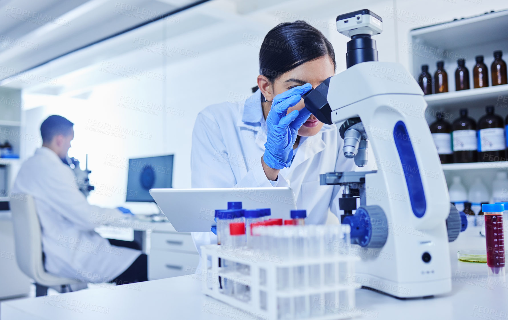 Buy stock photo Microscope, scientist and research in lab with study for pathology, vaccine test and medical innovation. Woman, tablet and investigation with biotechnology for stem cell, science and development