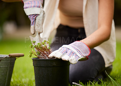 Buy stock photo Gardening, spring and hands of person with plant in backyard for environment, growth and ecosystem. Nature, gardener and person planting flowers, trees and sprout for sustainability and agriculture