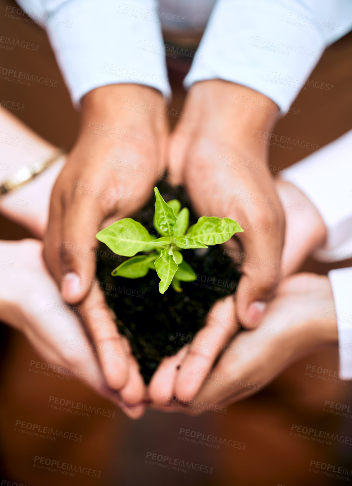 Buy stock photo Plants, hands above and business people for eco friendly growth, sustainability support and agriculture teamwork. Sapling soil in women, men or group palm of sustainable garden, green project or ngo