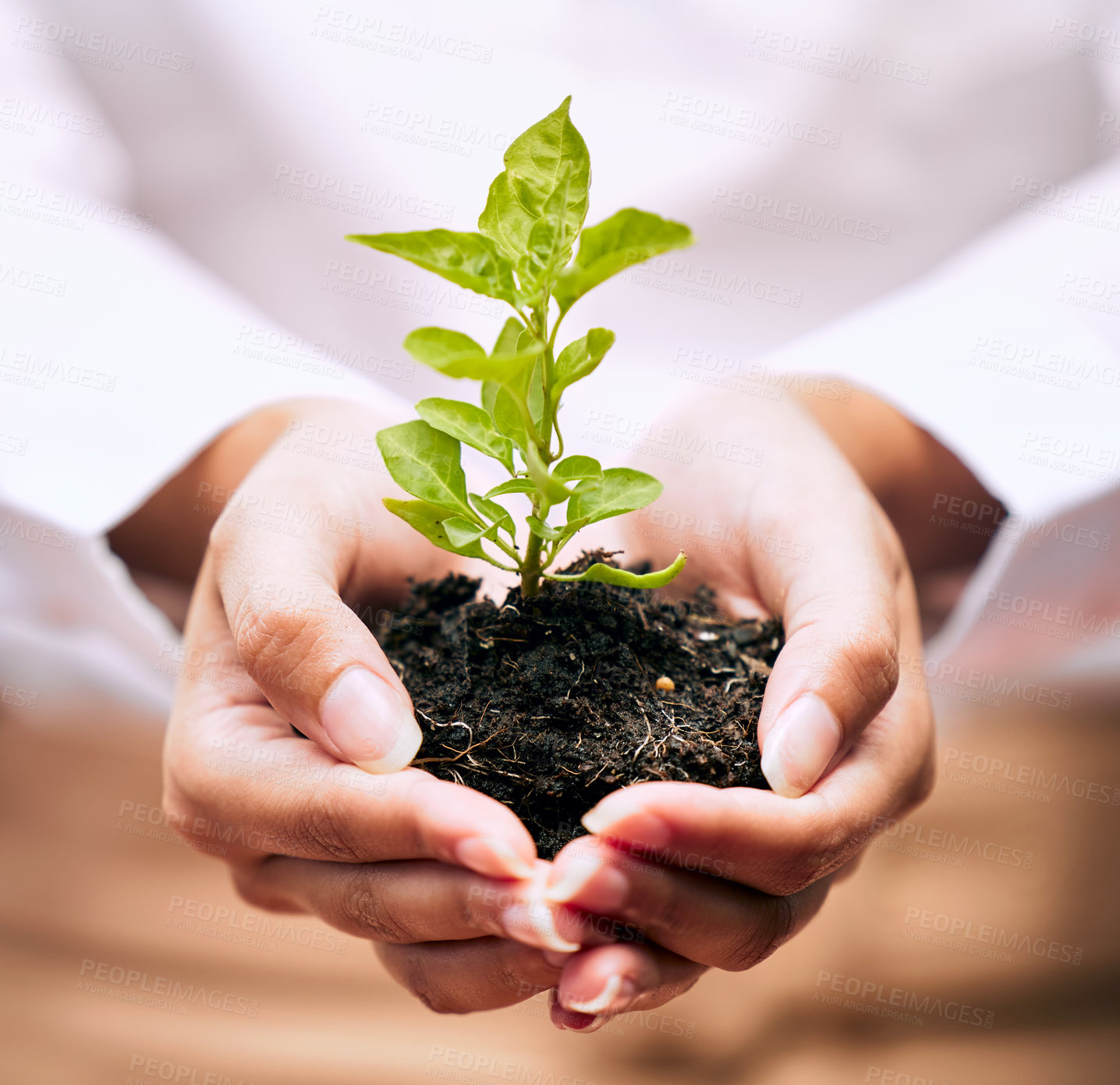 Buy stock photo Plant, business growth and woman hands for sustainability, startup and eco friendly investment, ngo or charity zoom. Sapling, soil and person palm for sustainable career, gardening and green project