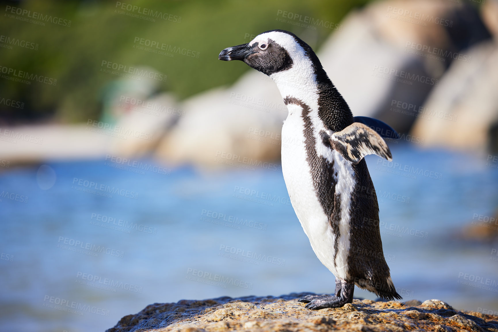 Buy stock photo African, penguins and rock at beach at reserve as bird with short feathers for health or balance of ecosystem. Marine, animal and ocean with tuxedo for safety or protection from prey in Namibia