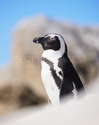 Buy stock photo African, penguins and beach on rock at reserve for sanctuary with feathers for health or balance of ecosystem. Marine, bird and ocean with tuxedo for safety or protection environment in Namibia