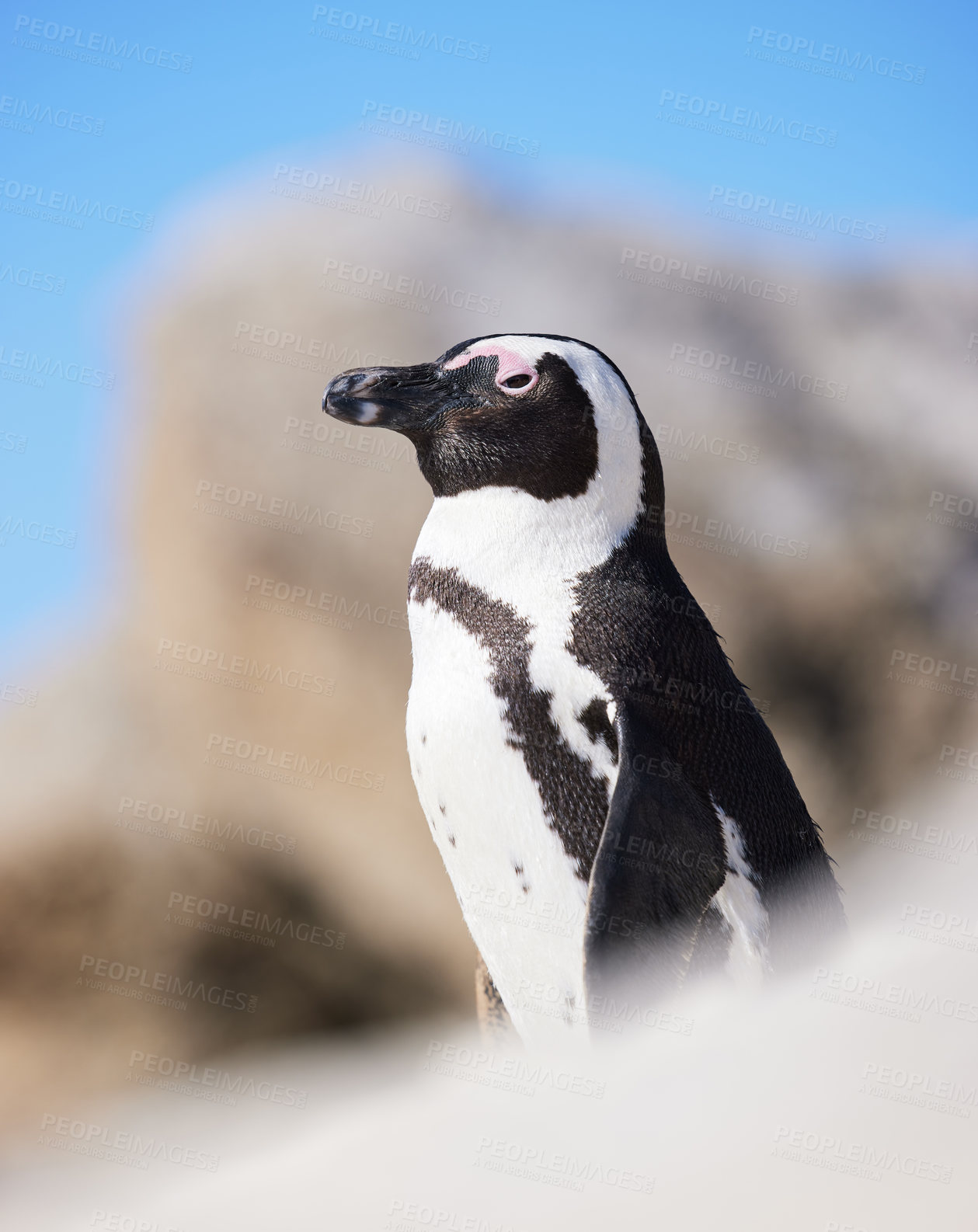 Buy stock photo Shot of a penguin at Boulder’s Beach in Cape Town, South Africa