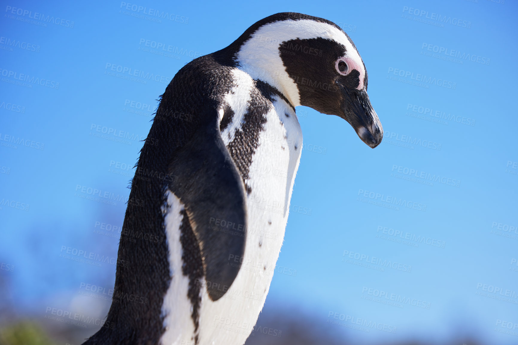 Buy stock photo Penguin, zoo and animal in nature for environment, ecology or marine wildlife at beach. Biology, endangered species and bird outdoor for conservation, natural habitat or ecosystem at aquarium