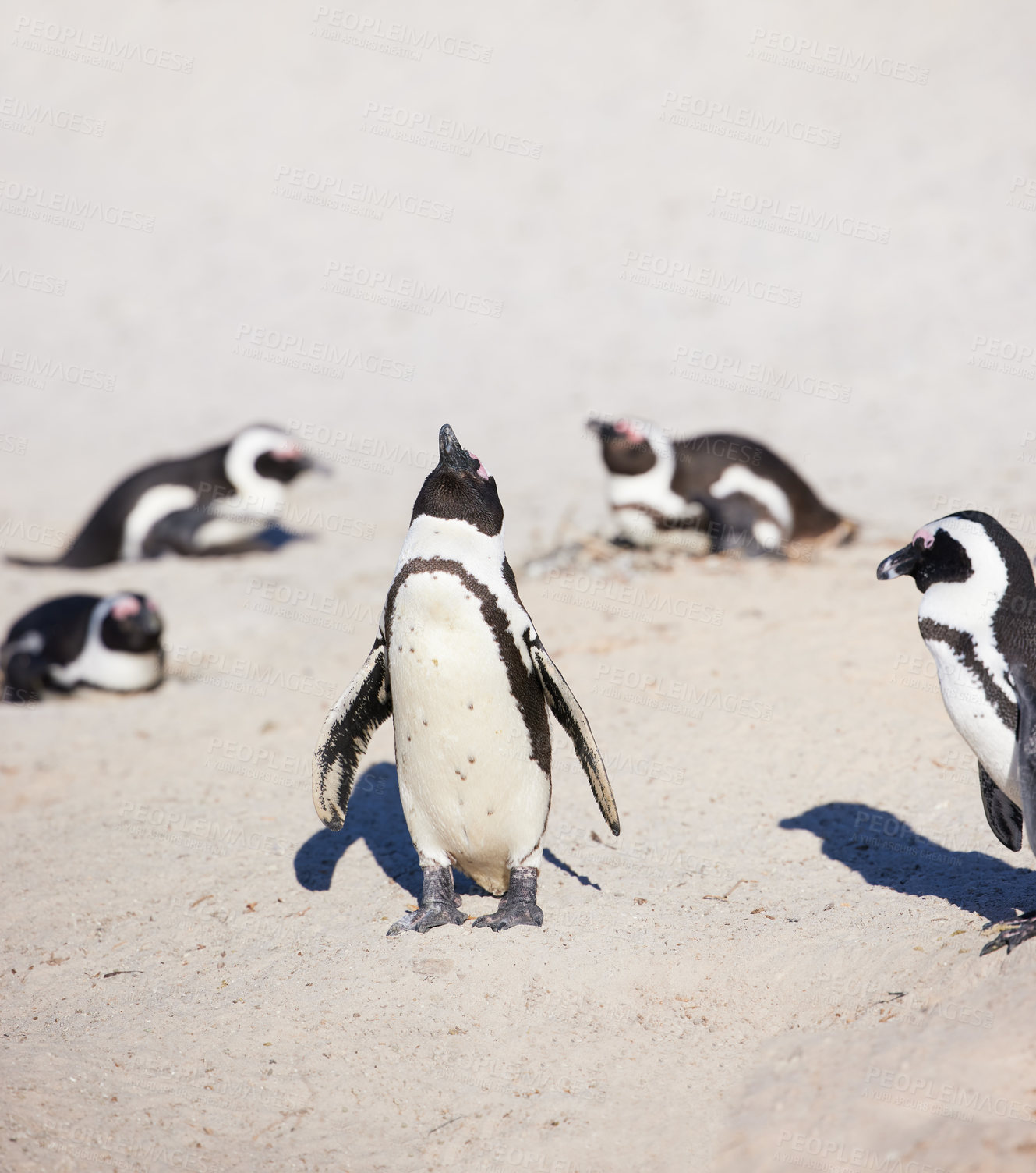 Buy stock photo Animal, sand and group of penguins in nature for environment, ecology or marine wildlife at beach. Biology, endangered species and bird for conservation, natural habitat or ecosystem at aquarium